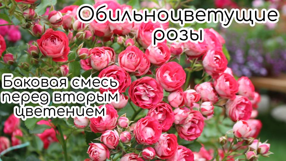 Обильноцветущие розы. Баковая смесь перед второй волной цветения смотреть онлайн