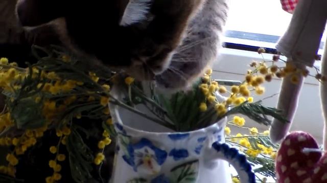 Фрося - кошка пьет воду - прикол смотреть онлайн