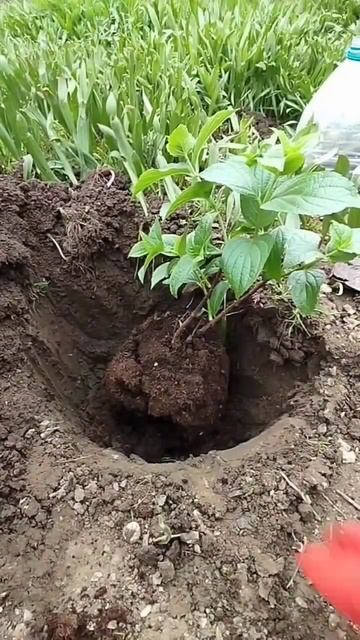 пересадила в открытый грунт свою древовидную гортенз?