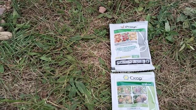 Уход за молодым саженцем винограда. Как ускорить рост. смотреть онлайн