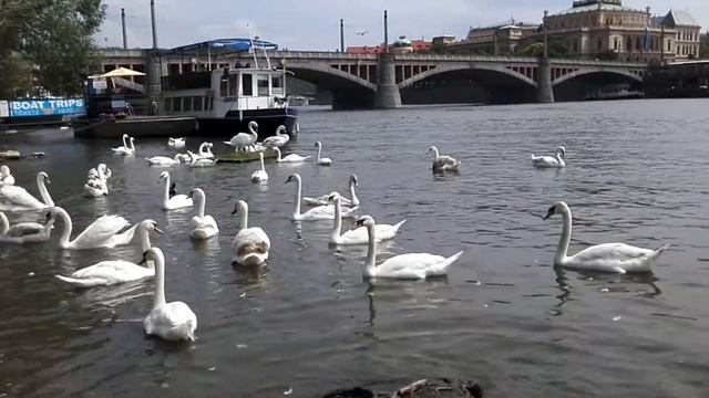 Лебеди в Праге на Влтаве смотреть онлайн