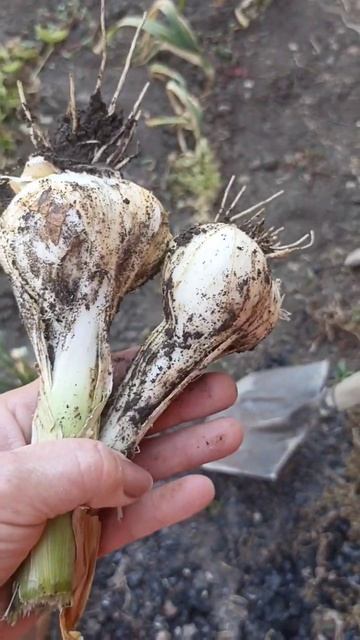 Заготовки на зиму. Мариную огурчики. #огурцывтеплице #? смотреть онлайн