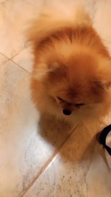 #шпиц #собака #милашка #funny #spitz #dog смотреть онлайн