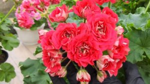 #830. ЮГ Донские просторы-розоцветковая пеларгония,осен