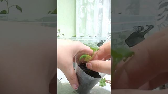 ЧЕРЕНКУЮ ЧЕРЕНКИ ХРИЗАНТЕМЫ МУЛЬТИФЛОРЫ!🌸🌸🌸 смотреть онлайн