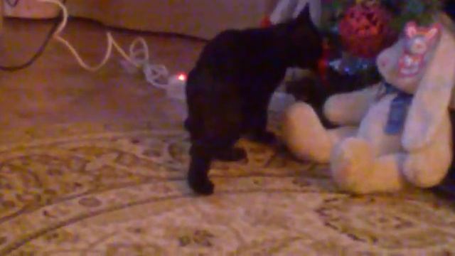 Котэ Приколы смотреть онлайн