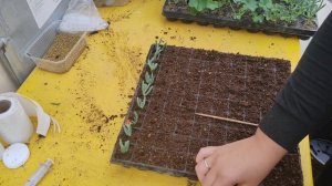 как укоренить делосперму