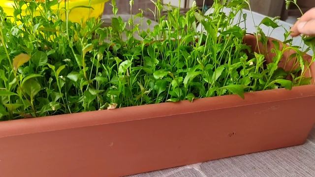 Съездили в Магазин/Костя Хочет Шашлыка/Резко Похолодало/3.05.26