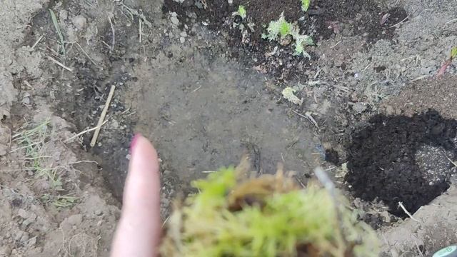 ЭТО ЛУЧШИЙ СПОСОБ ПОСАДКИ ЛИЛИЙ ✨🤗😇👍💪🔥 смотреть онлайн