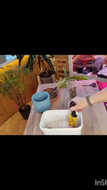 #пересадка #панданус Пересаживает панданус для детско