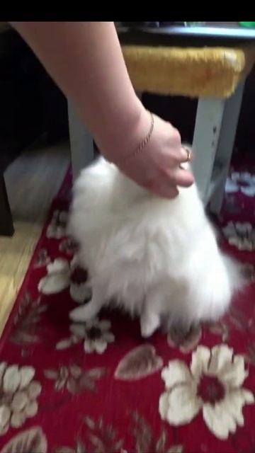 Дива не надо такую кость кушать