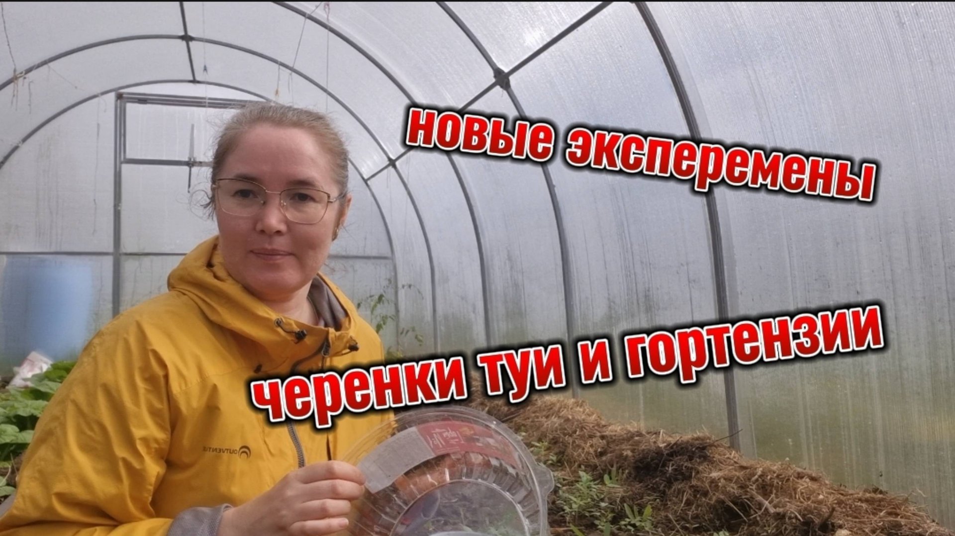 черенкование туи и гортензии