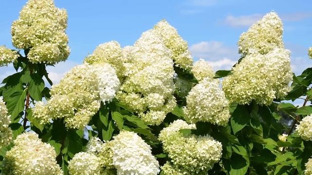 ЛУЧШИЕ сорта метельчатых ГОРТЕНЗИЙ для сада (2025) смотреть онлайн