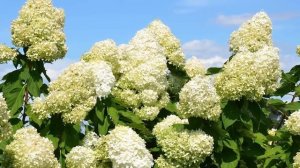 ЛУЧШИЕ сорта метельчатых ГОРТЕНЗИЙ для сада (2025)