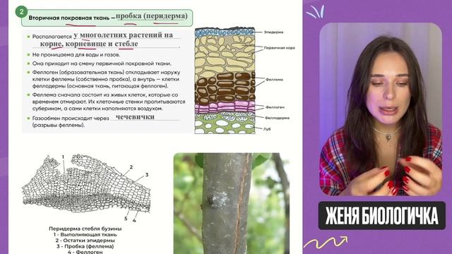 Как ЛЕГКО запомнить все ткани растений? / Простая схем? смотреть онлайн