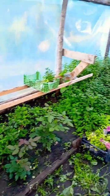 Как и куда лучше посадить мяту😉 смотреть онлайн