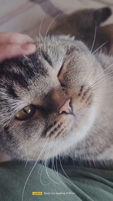 кот Семён блаженствуют на ручках #животные #animals #cute #funn смотреть онлайн