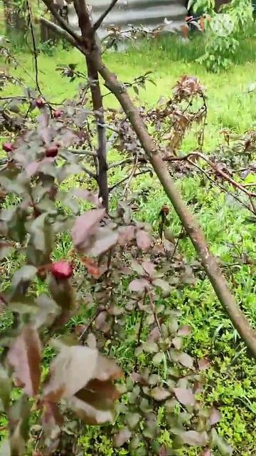 Обзор. Растительный мир. Живём чуть больше двух месяце смотреть онлайн