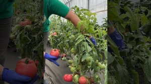 Томат "Слоник" от Агрофирмы "Сибирский Сад"