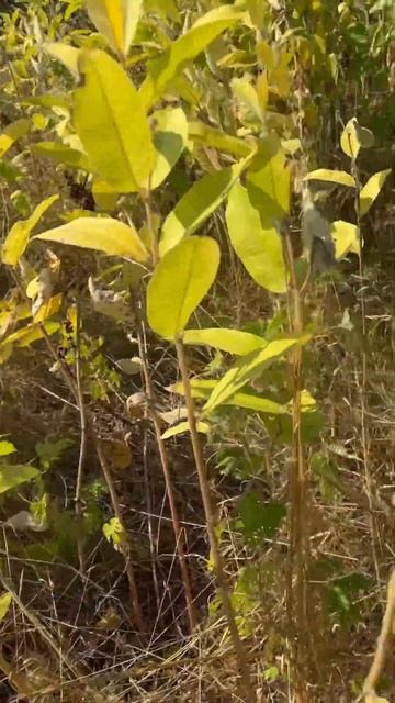 Ваточник - инвазивный вид из Америки захватывает Укра? смотреть онлайн