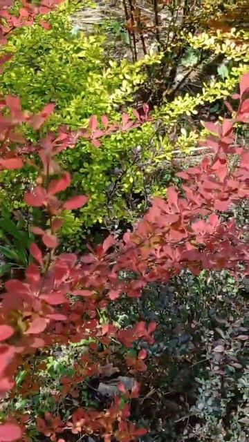 3.05 пестролистные барбарисы #garden #flower #plant #дача #nature #сад смотреть онлайн
