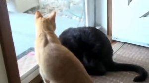Кошки и мыши смешные видео