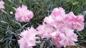 Гвоздика перистая многолетняя. Красота на клумбе, без