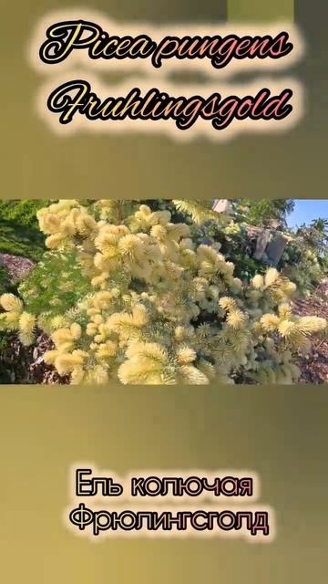 Редкие хвойные🔥Picea pungens Fruhlingsgold🌲Ель колючая Фрюлинг? смотреть онлайн