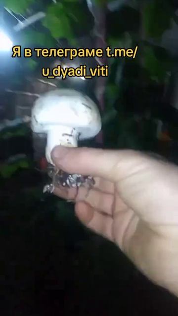 Грибы в теплице. #огород #теплица #грибы #шампиньоны В г смотреть онлайн