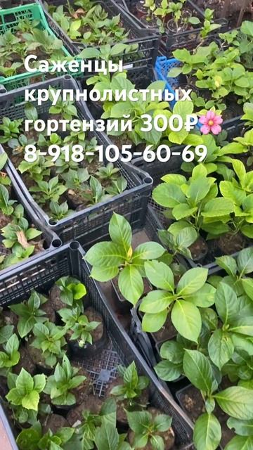 Гортензия крупнолистная саженцы 300₽🌸8-918-105-60-69… смотреть онлайн