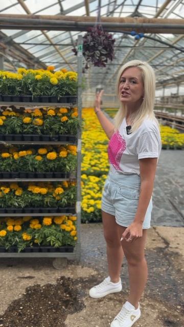 Собираем новый крупный заказ БАРХАТЦЕВ #рассада #барх? смотреть онлайн