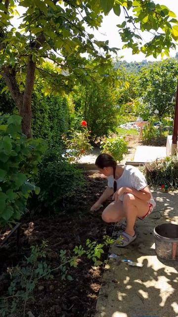 эксперимент, посадка мицелия шампиньонов в грунт.