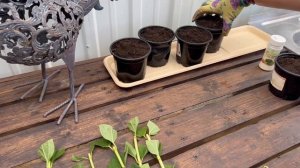 ЧЕРЕНКОВАНИЕ Жасмина🍃| Как ПРАВИЛЬНО это делать? | Ка?