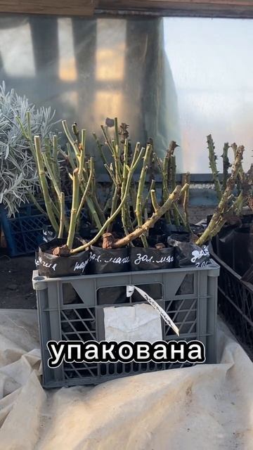 Начало посадки роз в ЗКС Часть 1 смотреть онлайн