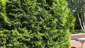 Избавляюсь от сорняков,сею клевер 31июля 2024 г.