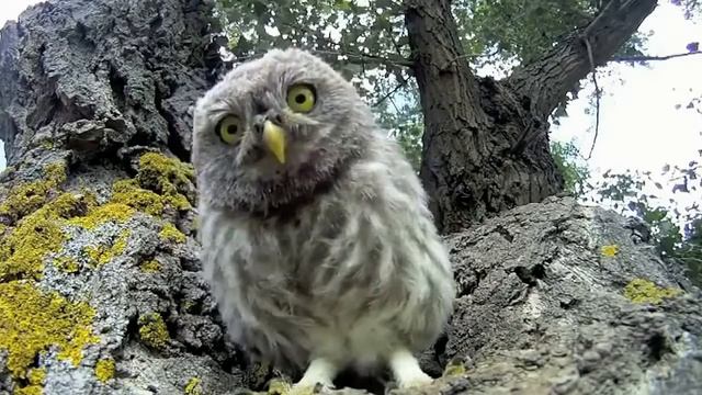 Смешные совы выстилают гнезда долларовыми купюрами смотреть онлайн