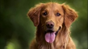 Лай Собаки. КАК ГОВОРИТ СОБАКА. Собака Лает, Гавкает. Звук Собаки. Голос Собаки