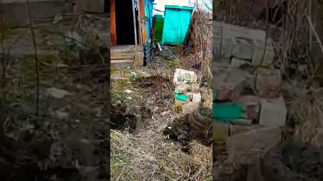 ЗАБРОШЕННЫЙ ДАЧНЫЙ УЧАСТОК. ОБЗОР. ПРИБОРКА. #дача #дер смотреть онлайн