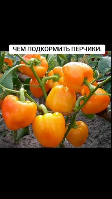 ЧЕМ ПОДКОРМИТЬ ПЕРЧИКИ. смотреть онлайн