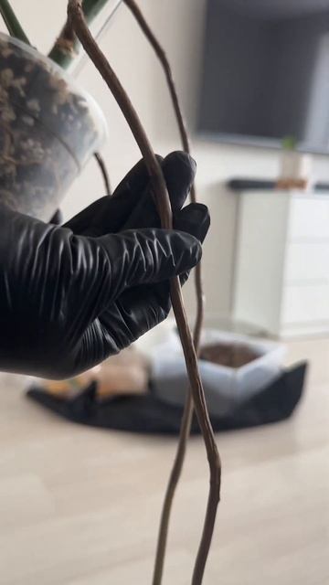 Мини Vlog [пересадка растения] Медитативное видео 🌸