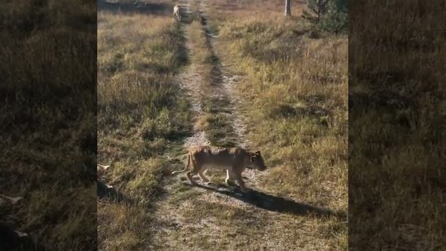 Раненая и измотанная юная львица,сентябрь 2021 #taigan