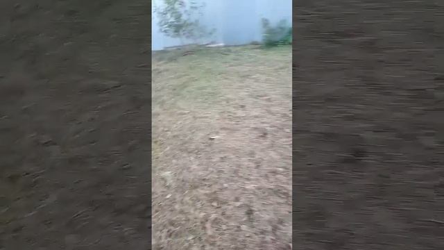 Дела огородные. Собрали урожай, прибрали огород #сельс смотреть онлайн