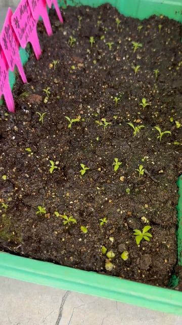 Эустома спустя месяц после всходов. #эустома #flowers смотреть онлайн