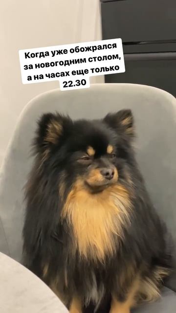#новыйгод #застолье #праздник #шпиц #spitz #dog #pomeranian #pom #sleepy