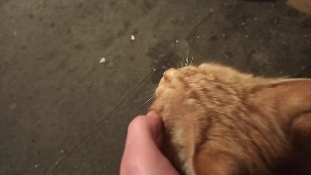 Папа Кот и маленький сынок