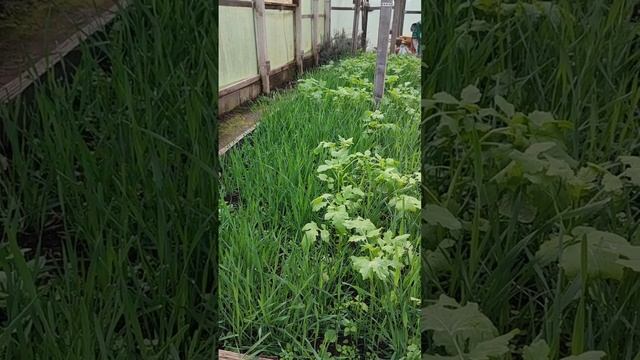 Сидераты. Посадка, перекопка, обогащение почвы смотреть онлайн