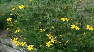 Биденс. Мой опыт выращивания в открытом грунте. #цветы