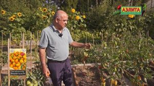 Очень красивый коктейльный томат ОГНЕННАЯ КИСТЬ F1 в О?