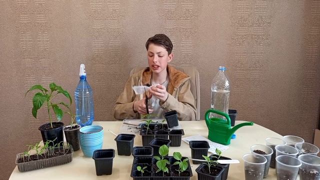 Как ПРАВИЛЬНО пикировать перцы? смотреть онлайн