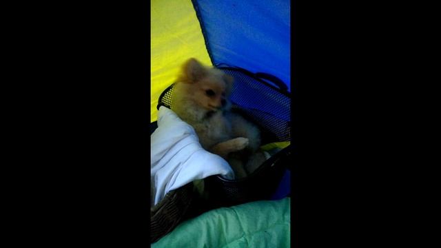 Шпиц после выходных